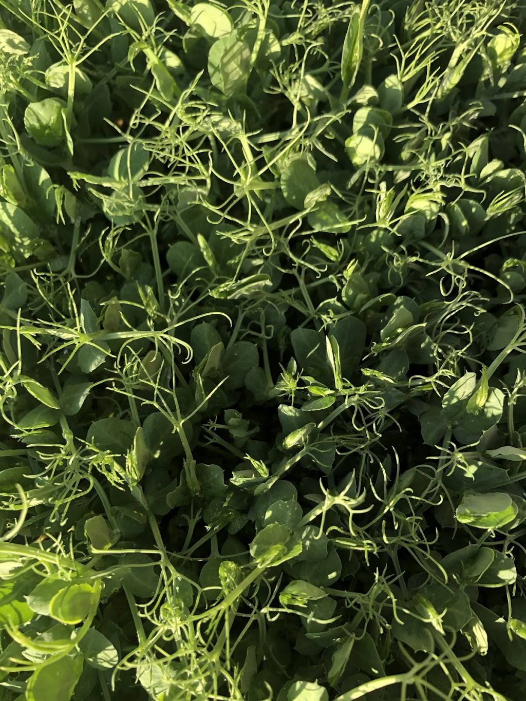 Microgreens R Us | restaurant | 4871 Conrad Ave, San Diego, CA 92117, USA | 8586100333 OR +1 858-610-0333