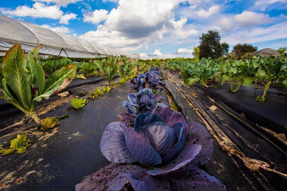 Wild Hare Kitchen And Garden Emporium | meal takeaway | 335 N Ronald Reagan Blvd, Longwood, FL 32750, USA | 3212034535 OR +1 321-203-4535