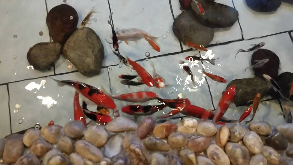 Easy Buffet & Grill | restaurant | 2524 Green Mt Commons Dr, Belleville, IL 62221, USA | 6182773888 OR +1 618-277-3888