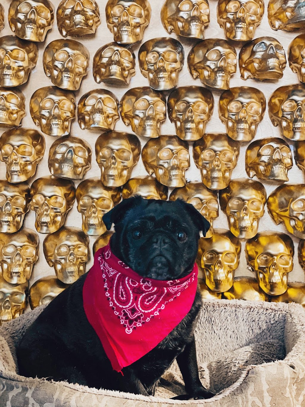 Lupitas Taqueria | restaurant | 15 Exchange St, Portland, ME 04101, USA | 2077475355 OR +1 207-747-5355