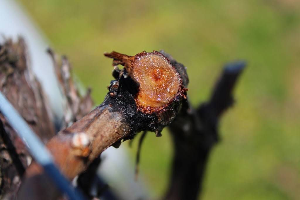 Diliberto Winery | restaurant | 250 Manor Ln, Riverhead, NY 11901, USA | 6317223416 OR +1 631-722-3416