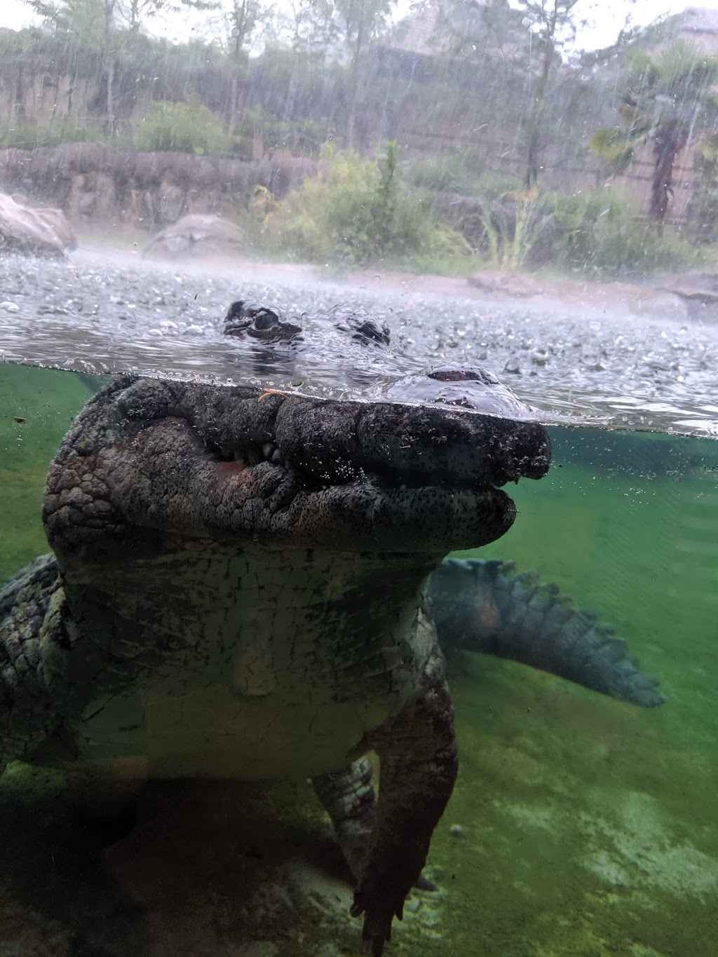 KFC | restaurant | 1548 W Peace St, Canton, MS 39046, USA | 6018557265 OR +1 601-855-7265