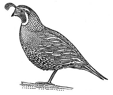 The Quail & Ale Pub COMING SOON! | restaurant | 328 Derby Ave, Derby, CT 06418, USA | 2033942726 OR +1 203-394-2726