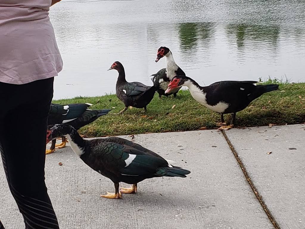 Nunos Cafe | restaurant | 12001 Avalon Lake Dr G, Orlando, FL 32828, USA | 4079303080 OR +1 407-930-3080