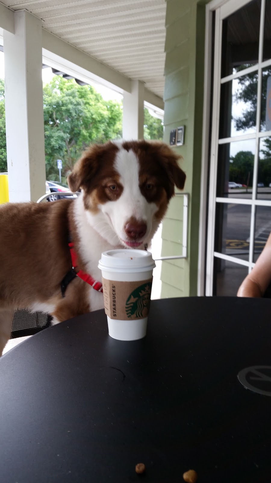 Starbucks | cafe | 7290 SW 168th St, Palmetto Bay, FL 33157, USA | 3052524279 OR +1 305-252-4279