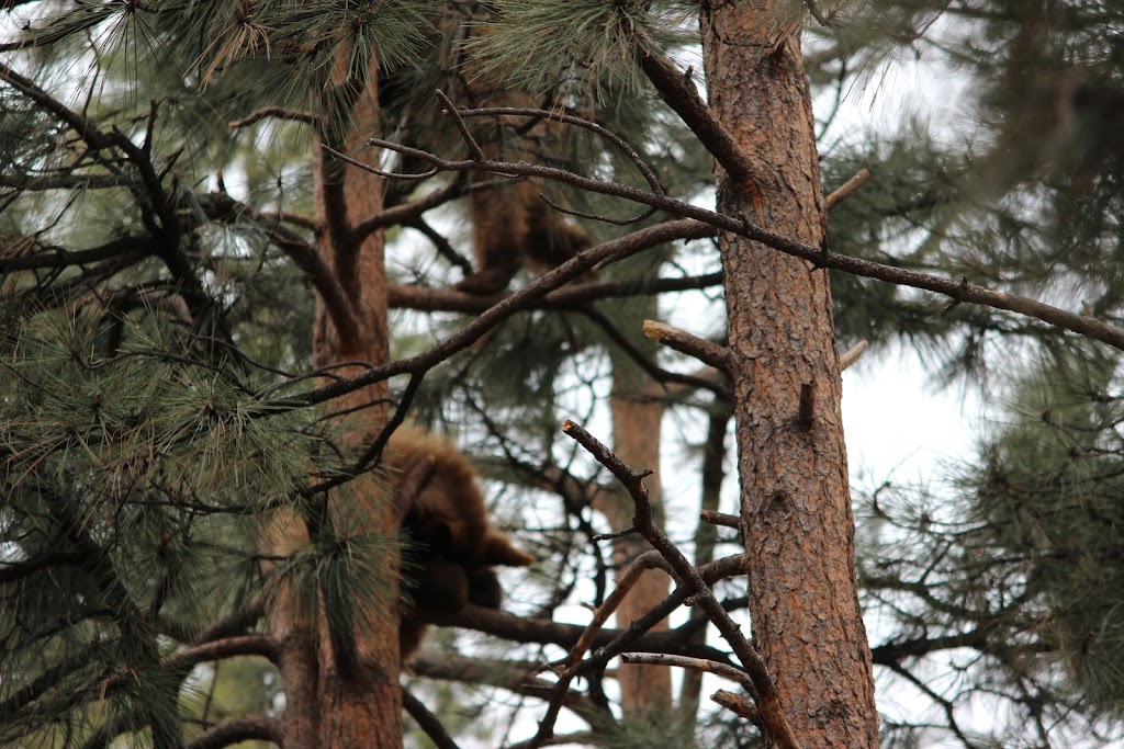 Canyonlands Restaurant at Bearizona | restaurant | 1500 E Rte 66, Williams, AZ 86046, USA | 9286352289 OR +1 928-635-2289