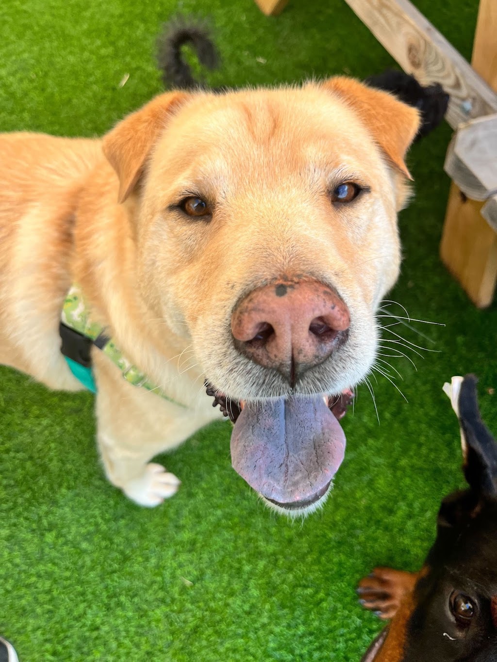 The Bark | restaurant | 601 Lamar St, Knoxville, TN 37917, USA | 8654443894 OR +1 865-444-3894