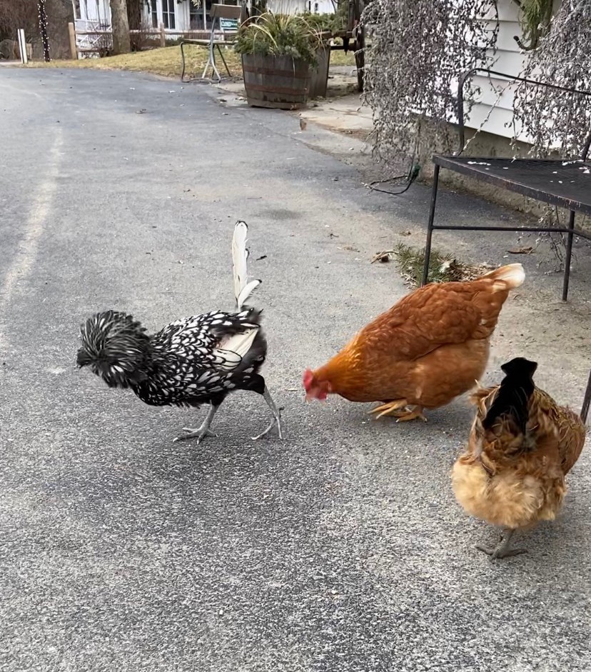 Jones Farm | bakery | 190 Angola Rd, Cornwall, NY 12518, USA | 8455344445 OR +1 845-534-4445