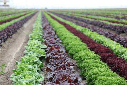 Lucky’s Noble BBQ | restaurant | 160 W Fort St, Detroit, MI 48226, USA | 9182978550 OR +1 918-297-8550