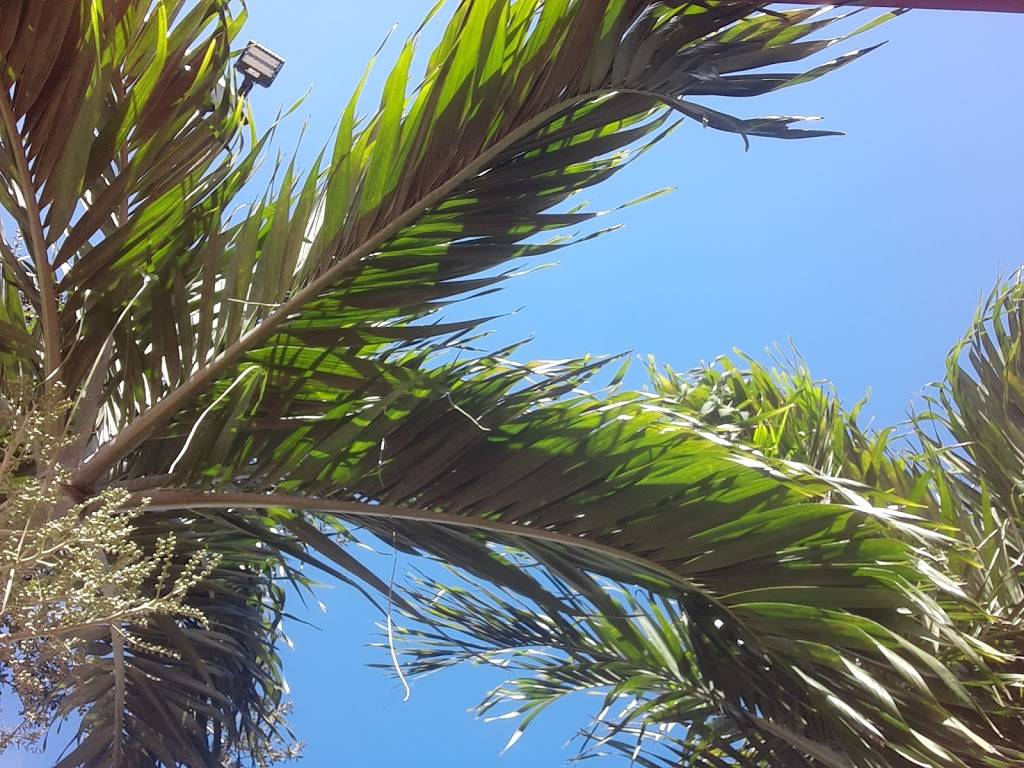 La Capital de Los Jugos | cafe | 2401 SW 122nd Ave, Miami, FL 33175, USA | 3054851688 OR +1 305-485-1688