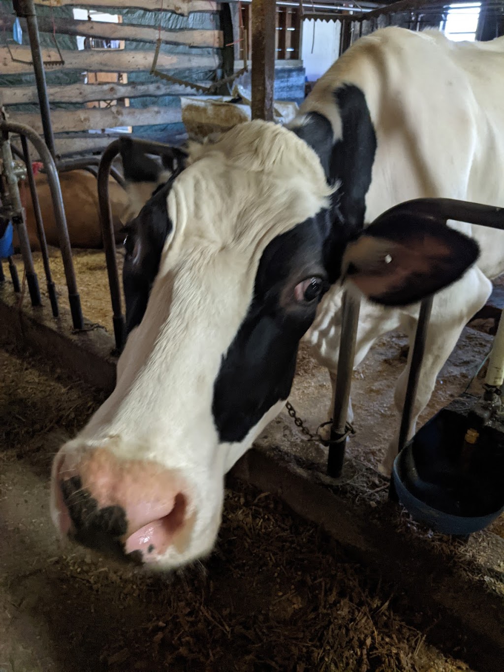 Bettencourt Dairy Farm | restaurant | 100 Simmons St, Rehoboth, MA 02769, USA | 5082525464 OR +1 508-252-5464