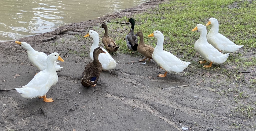Bonnie Doon Ranch |  | 14671 W Hwy 328, Ocala, FL 34482, United States