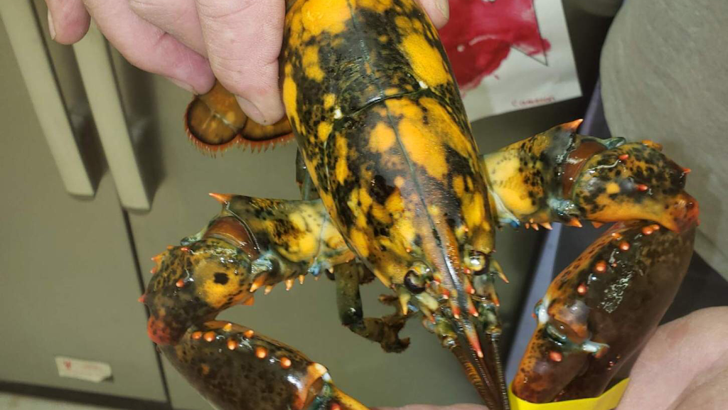 Hingham Lobster Pound | meal takeaway | 1818, 4 Broad Cove Rd, Hingham, MA 02043, USA | 7817491984 OR +1 781-749-1984