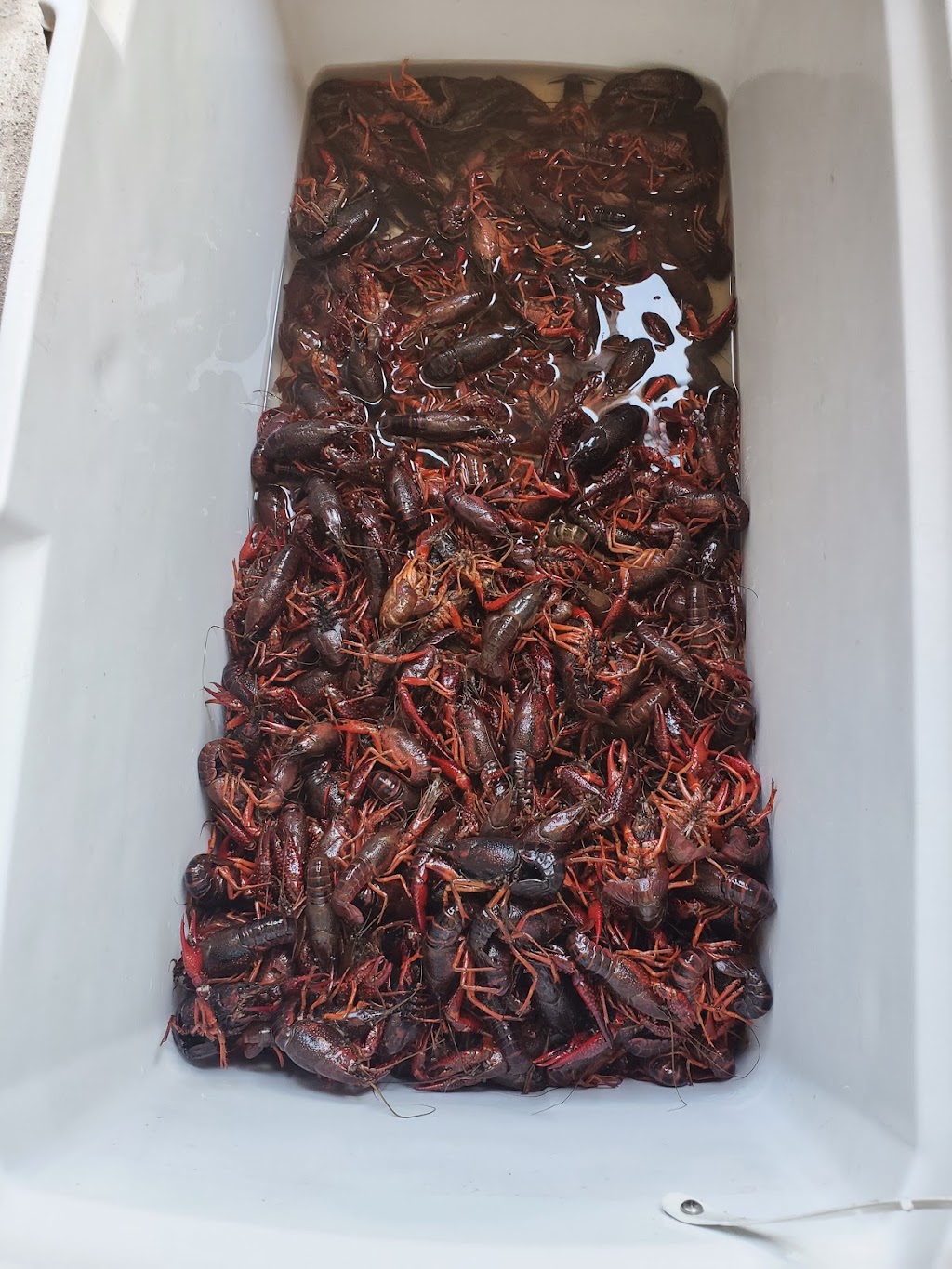 RGV Crawfish Shack | restaurant | 350 N Virginia Ave, Mercedes, TX 78570, USA | 9566502264 OR +1 956-650-2264