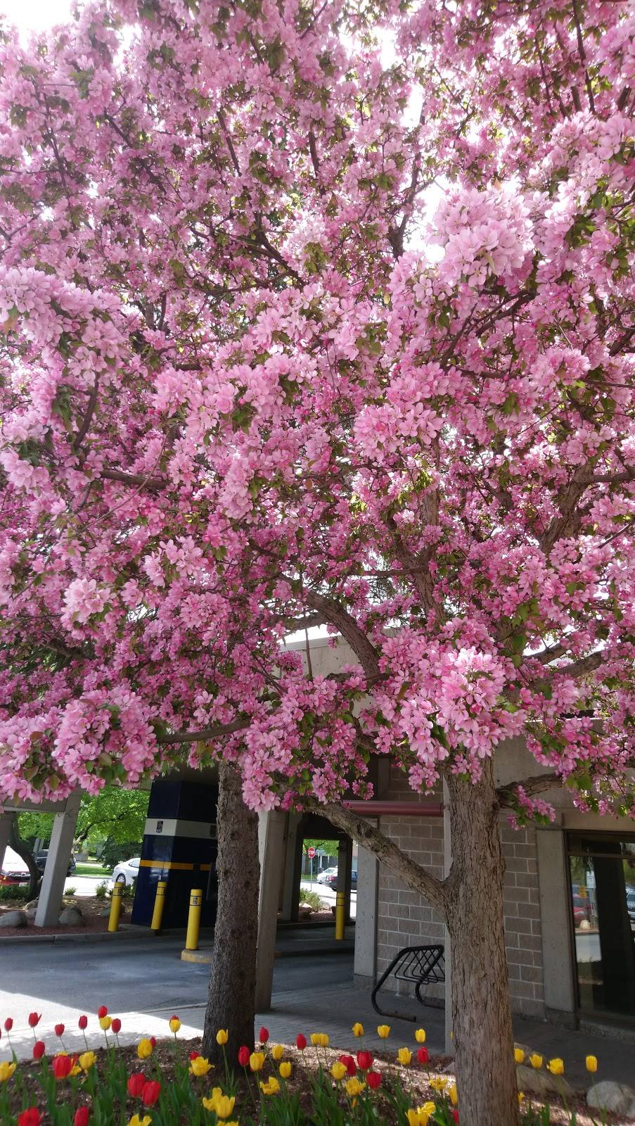 Centrepointe Cafe & Deli | restaurant | 117 Centrepointe Dr Unit 124A, Nepean, ON K2G 5X3, Canada | 6132240010 OR +1 613-224-0010