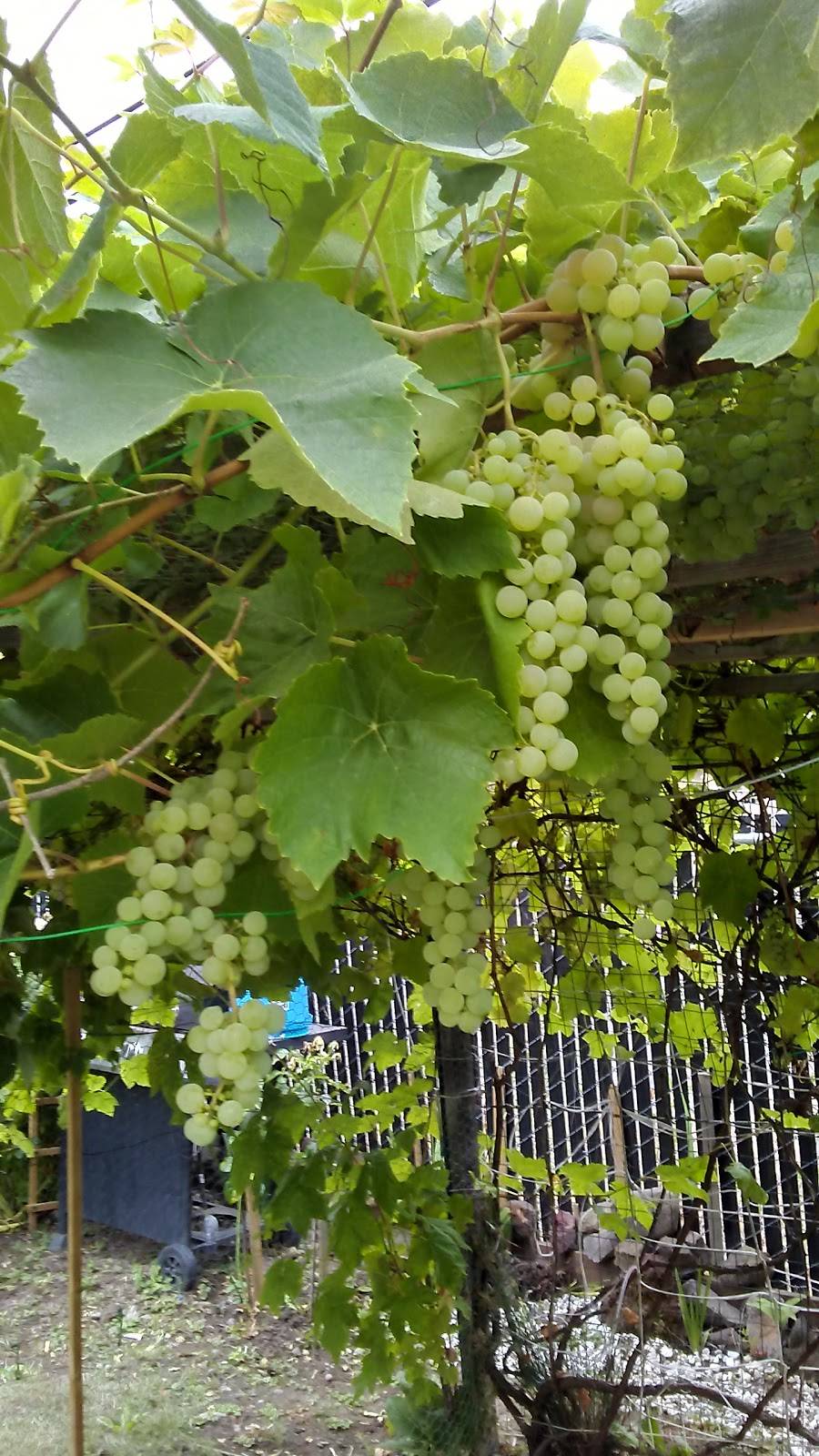 Papa Johns Pizza | restaurant | 19093 SW Tualatin Valley Hwy, Beaverton, OR 97006, USA | 5032598787 OR +1 503-259-8787