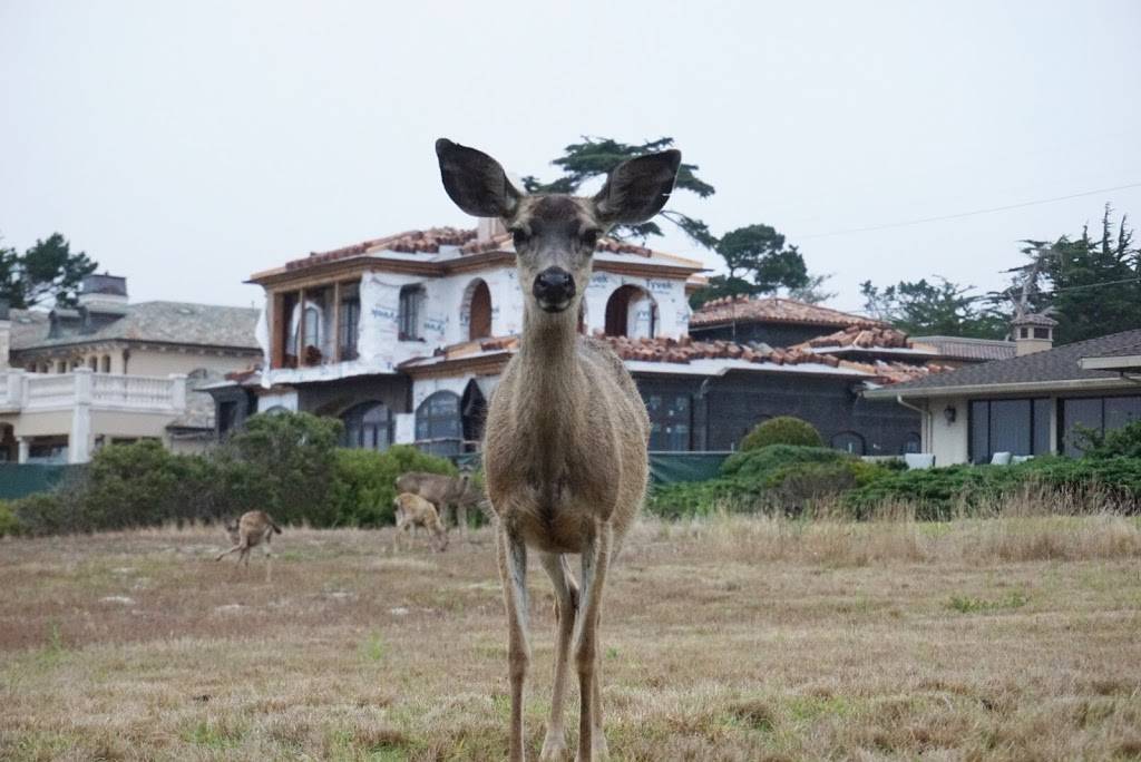 Poppy Hills Golf Course | restaurant | 3200 Lopez Rd, Pebble Beach, CA 93953, USA | 8316251513 OR +1 831-625-1513