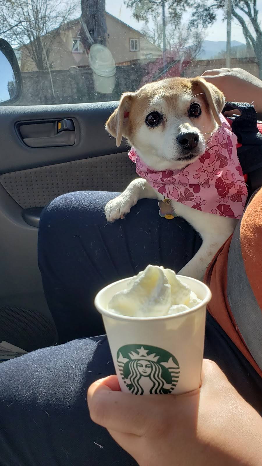 Starbucks | cafe | 1315 Buchanan Rd, Pittsburg, CA 94565, USA | 9254323912 OR +1 925-432-3912