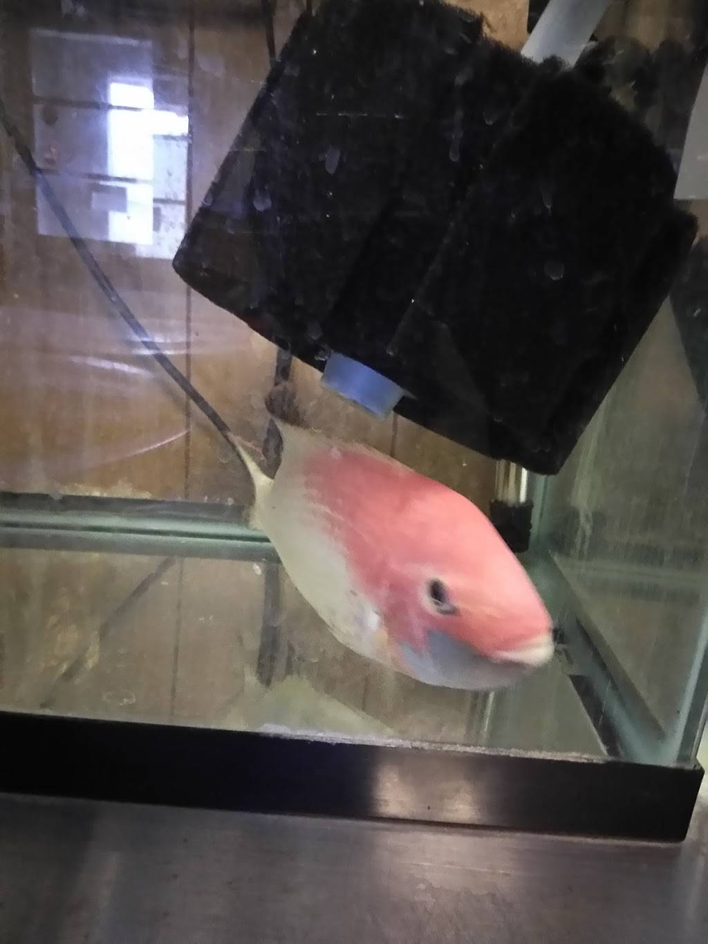 Sing Yee Restaurant | restaurant | 379 Turnpike St, South Easton, MA 02375, USA | 5082389881 OR +1 508-238-9881