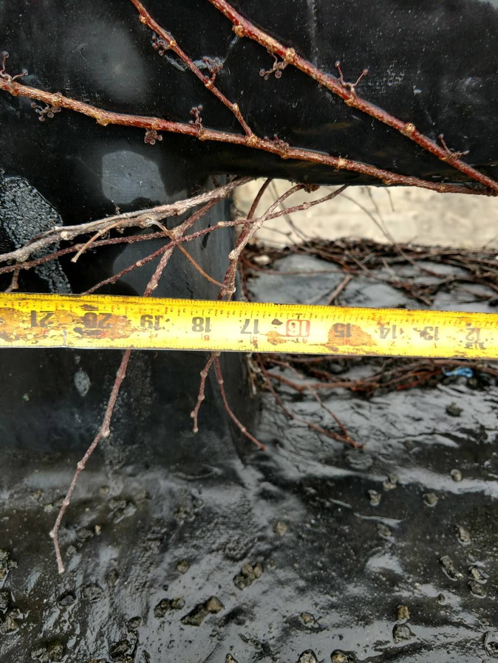 El Taino | restaurant | 3038 Scranton Rd, Cleveland, OH 44113, USA | 2166214888 OR +1 216-621-4888