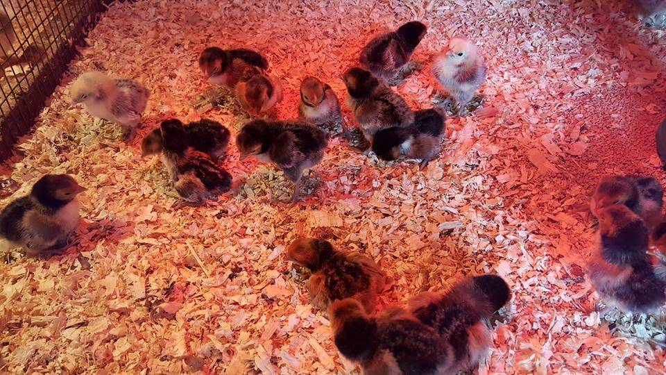 The Western Ranchman Store | restaurant | 16028 N 32nd St, Phoenix, AZ 85032, USA | 6029923410 OR +1 602-992-3410