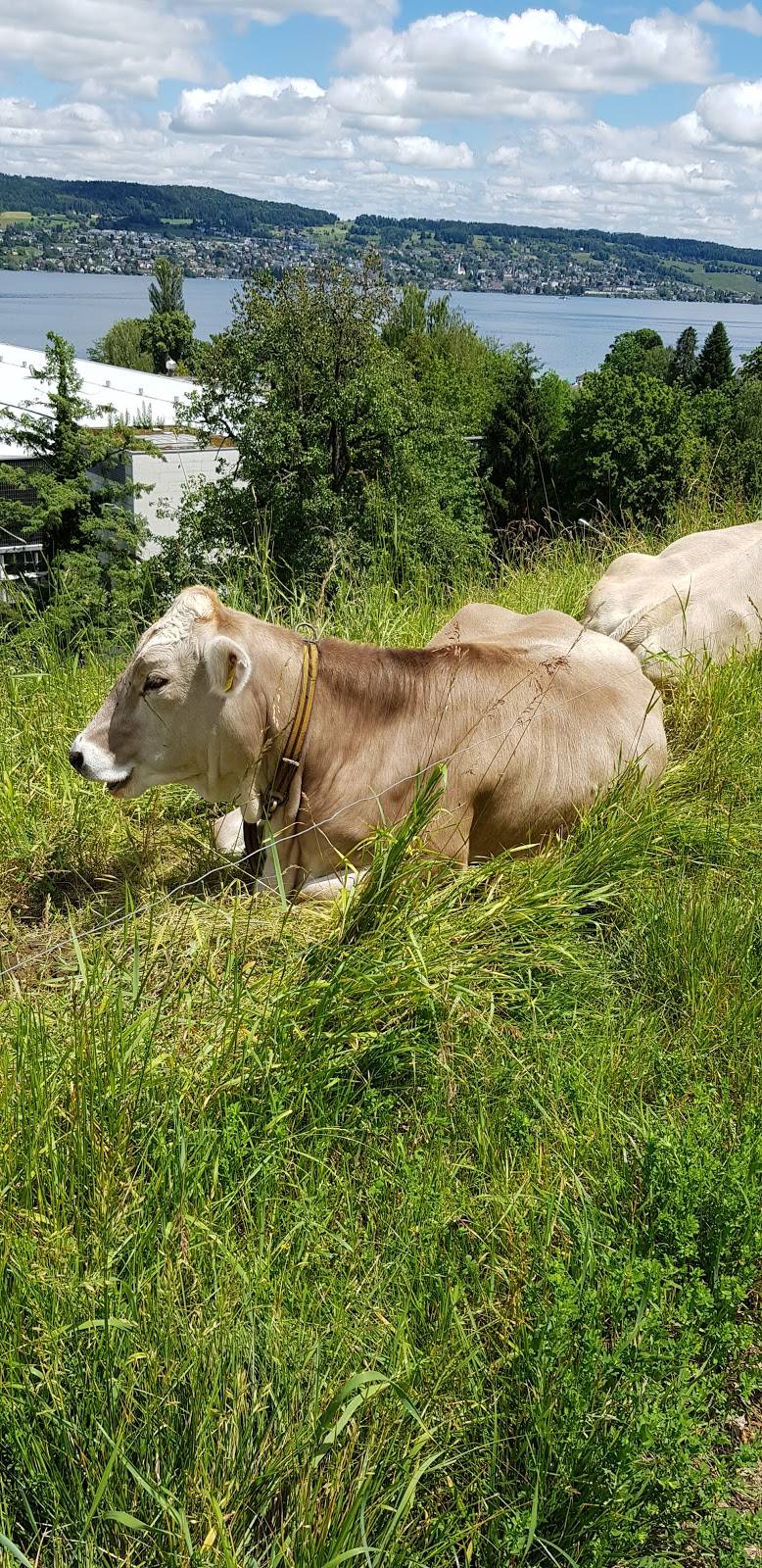 Tomato Temple | restaurant | Quioccasin Rd, Henrico, VA 23229, USA | 8048337389 OR +1 804-833-7389