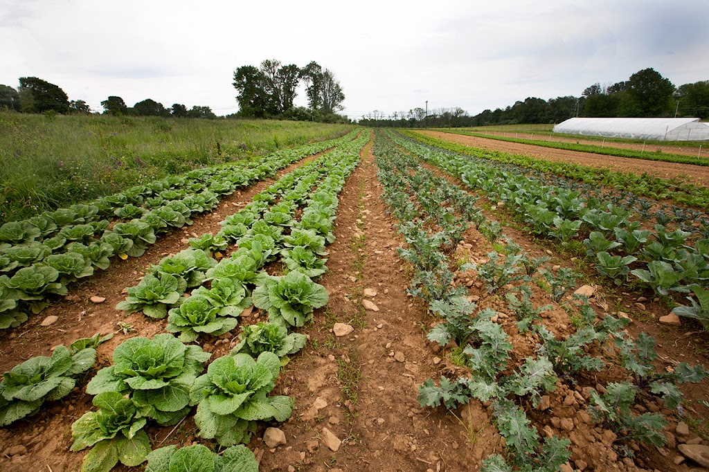 Ironbound Farm | restaurant | 360 Co Rd 579, Asbury, NJ 08802, USA | 9089404115 OR +1 908-940-4115