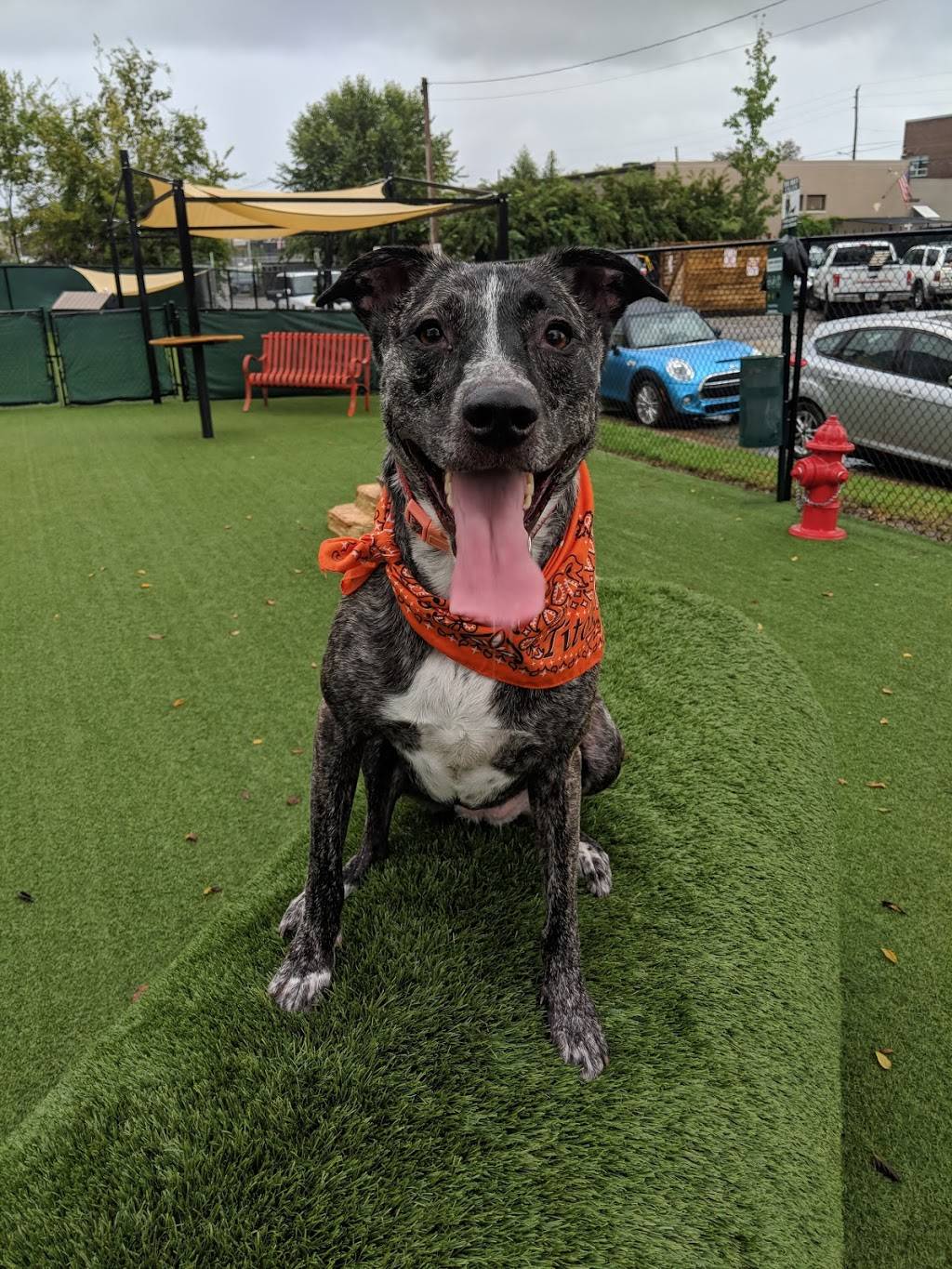 Play Wash Pint | restaurant | 113 Johnson St, Chattanooga, TN 37408, USA | 4236432275 OR +1 423-643-2275