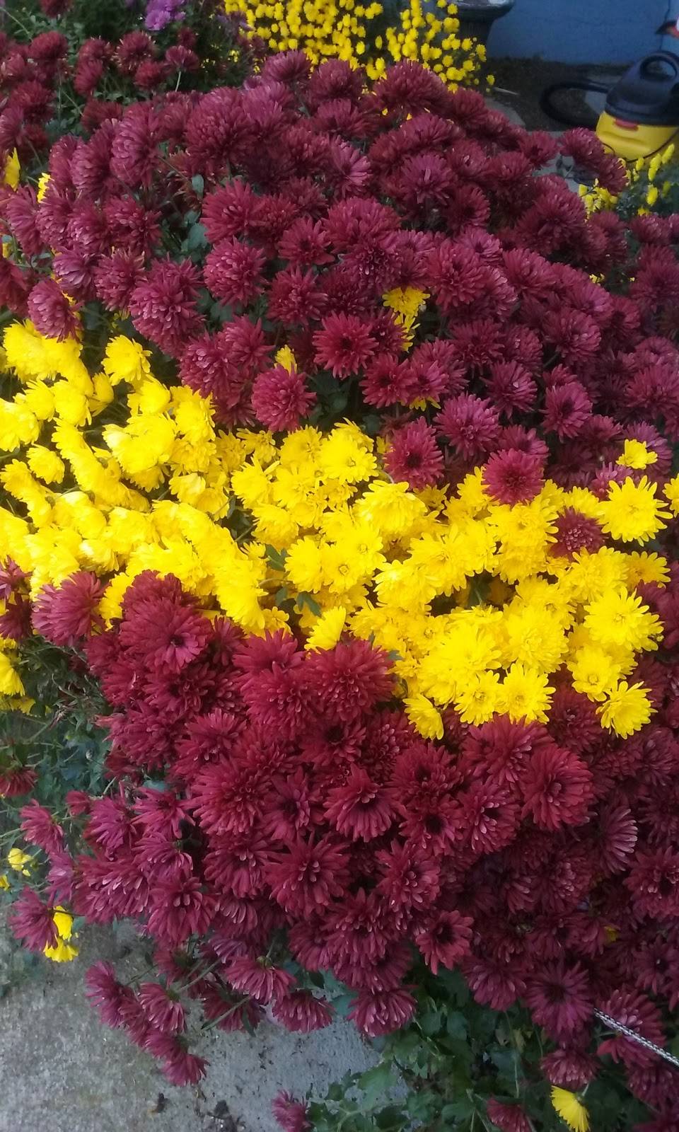 Jack in the Box | restaurant | 705 S Meridian, Puyallup, WA 98371, USA | 2534356071 OR +1 253-435-6071