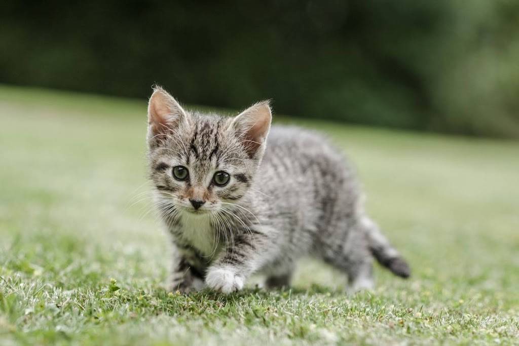 B and G’s Backyard Concerts | restaurant | 727 Summersong Ln, Encinitas, CA 92024, USA | 8587359355 OR +1 858-735-9355