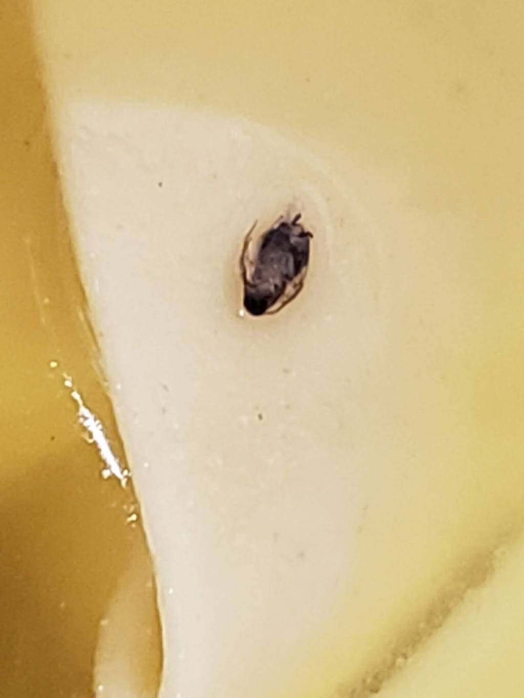 Golden Dragon | restaurant | 17 Cedar St # B, Dobbs Ferry, NY 10522, USA | 9146937578 OR +1 914-693-7578