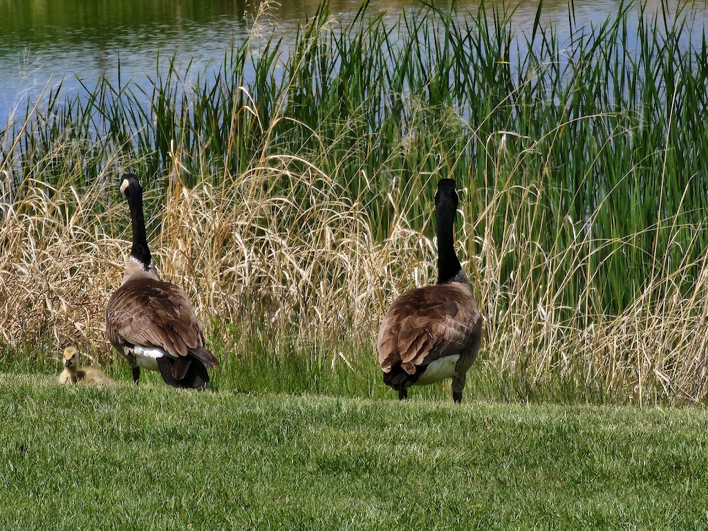 Three Crowns Golf Club | restaurant | 1601 King Blvd, Casper, WY 82604, USA | 3074727696 OR +1 307-472-7696