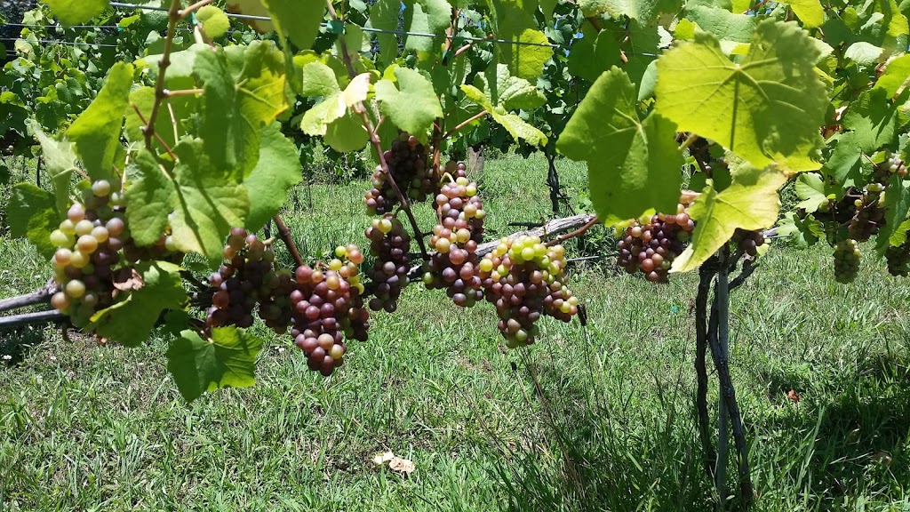 Beliveau Farm Winery | restaurant | 3899 Eakin Farm Rd, Blacksburg, VA 24060, USA | 5409610505 OR +1 540-961-0505