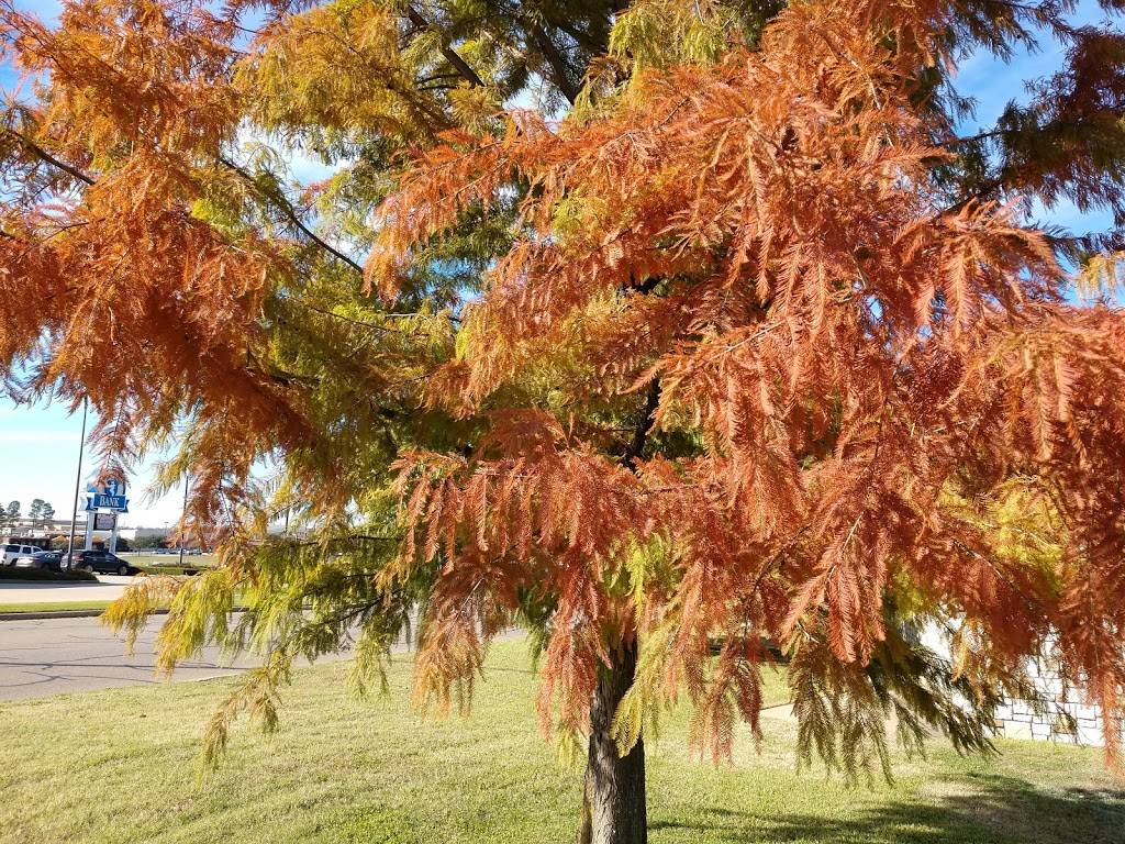 Whataburger | restaurant | 2321 S Jefferson Ave, Mt Pleasant, TX 75455, USA | 9035723115 OR +1 903-572-3115