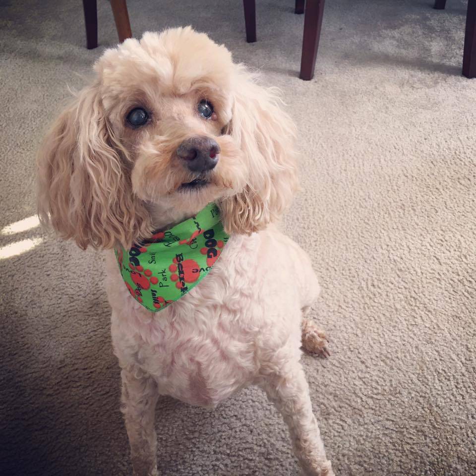 Charlottesville Dog Barkery | bakery | 1652 Old Lynchburg Rd, Charlottesville, VA 22903, USA | 4342828186 OR +1 434-282-8186