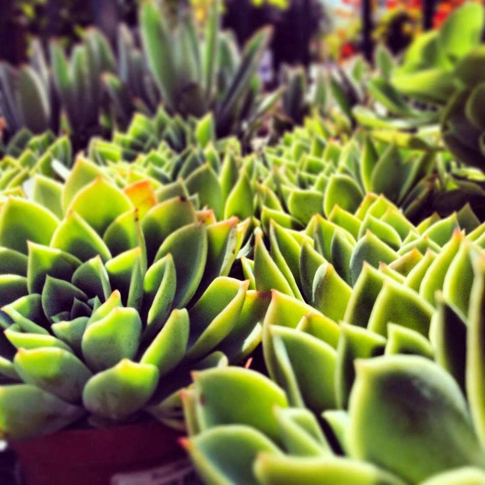 Mission Oaks Cafe | cafe | 5227 Mission Oaks Blvd, Camarillo, CA 93012, USA | 8054821022 OR +1 805-482-1022