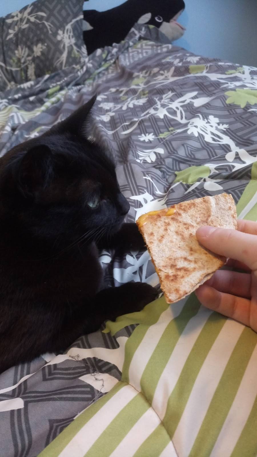 Little Caesars Pizza | meal takeaway | 270 Bleams Rd, Kitchener, ON N2C 2K6, Canada | 5198951761 OR +1 519-895-1761