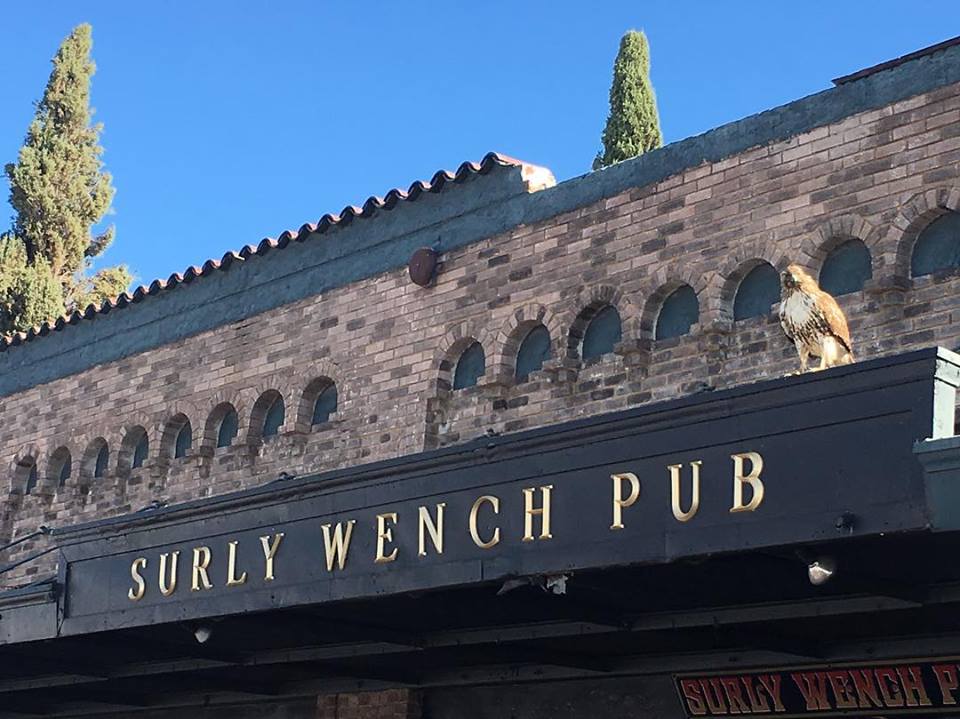 Surly Wench Pub | night club | 424 N 4th Ave, Tucson, AZ 85705, USA | 5208820009 OR +1 520-882-0009