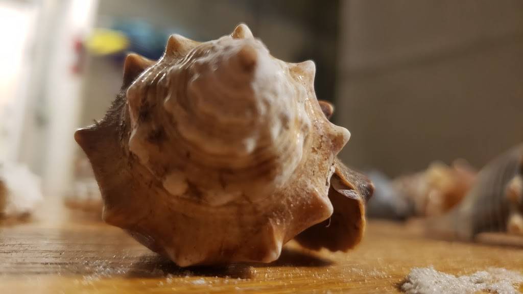 Shamrock Irish Pub | restaurant | 2201 Estero Blvd, Fort Myers Beach, FL 33931, USA | 2394638881 OR +1 239-463-8881