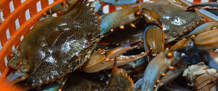 Shoreline Seafood Inc. | restaurant | 1034 Route 3 North, Gambrills, MD 21054, USA | 4107217767 OR +1 410-721-7767