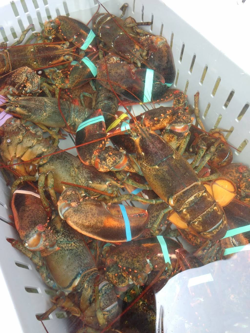 McLaughlins Lobster Shack | restaurant | 12 McKay Rd, Lincolnville, ME 04849, USA | 2077895205 OR +1 207-789-5205