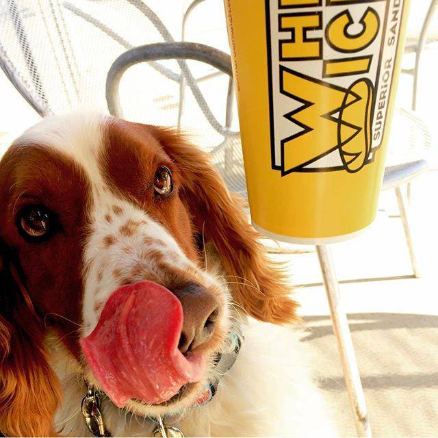 Which Wich Superior Sandwiches | restaurant | 2810 Business Center Dr #137, Pearland, TX 77584, USA | 7134364441 OR +1 713-436-4441