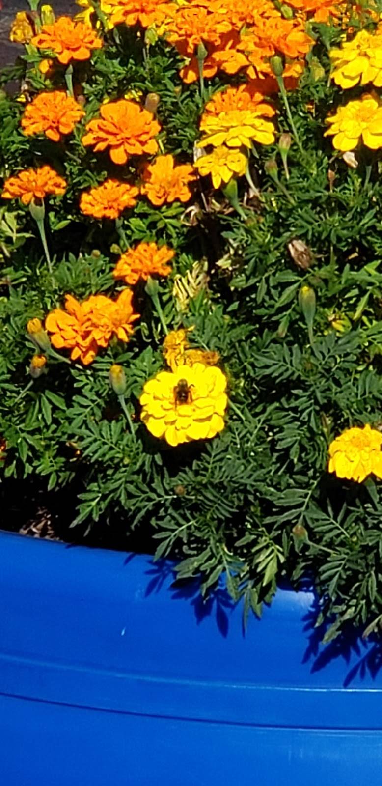 Dairy Queen | restaurant | 707 W Rollins Rd, Round Lake Beach, IL 60073, USA | 8475460550 OR +1 847-546-0550