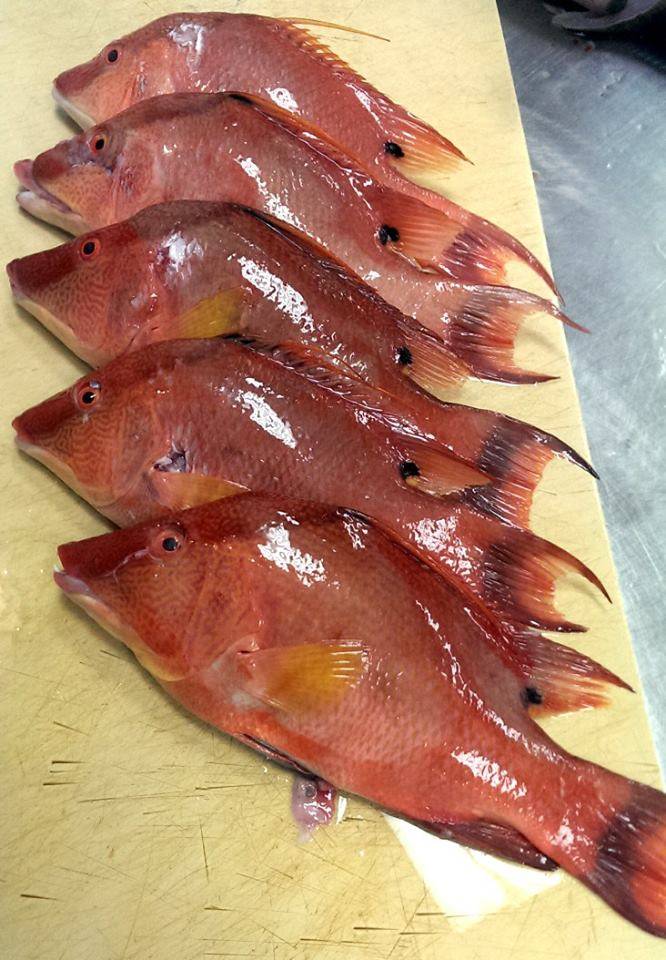 Pelican Point Seafood | restaurant | 933 Dodecanese Blvd, Tarpon Springs, FL 34689, USA | 7279343134 OR +1 727-934-3134