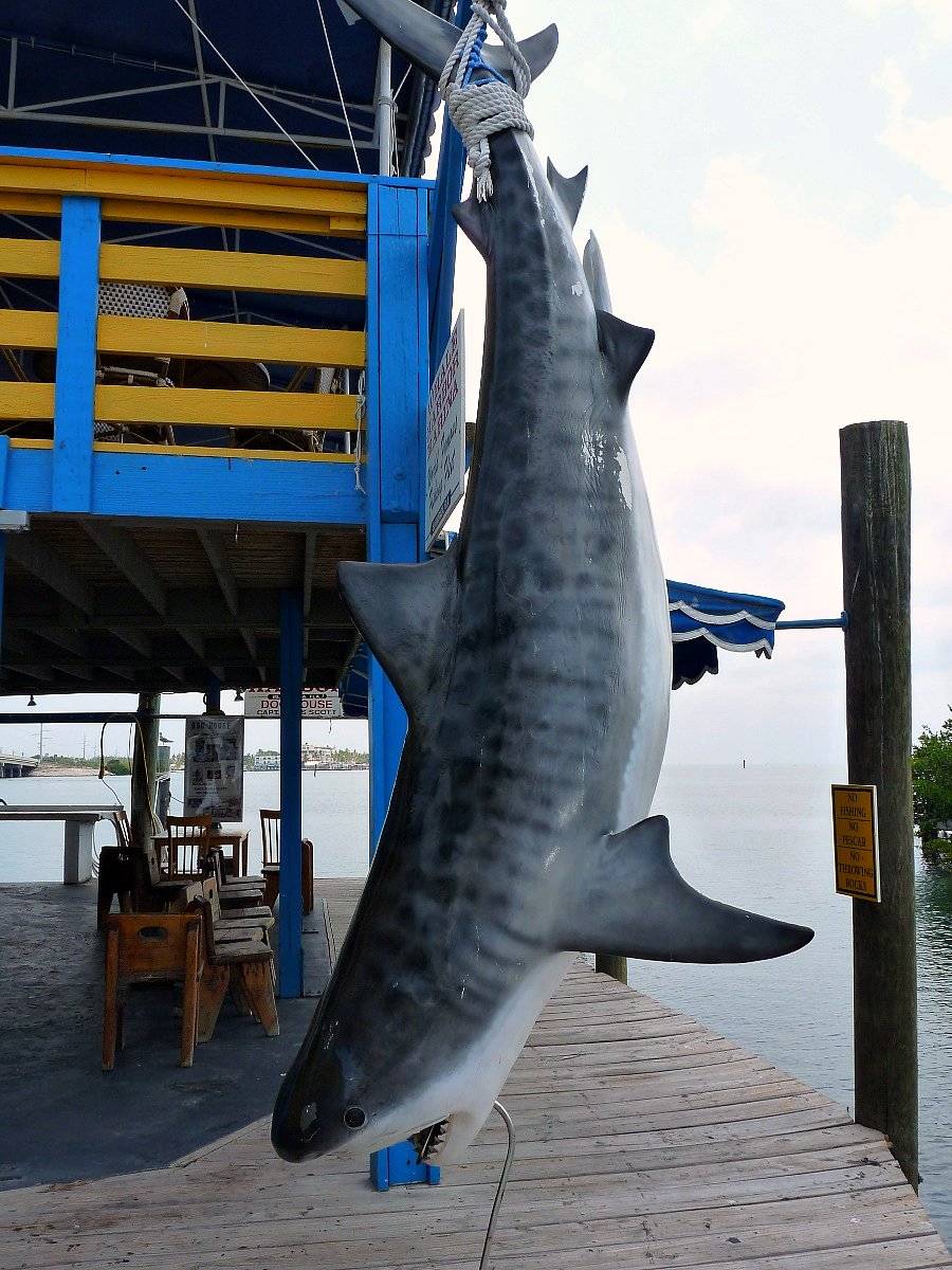 Whale Harbor Marina | restaurant | 83413 Overseas Hwy, Islamorada, FL 33036, USA | 3056644511 OR +1 305-664-4511