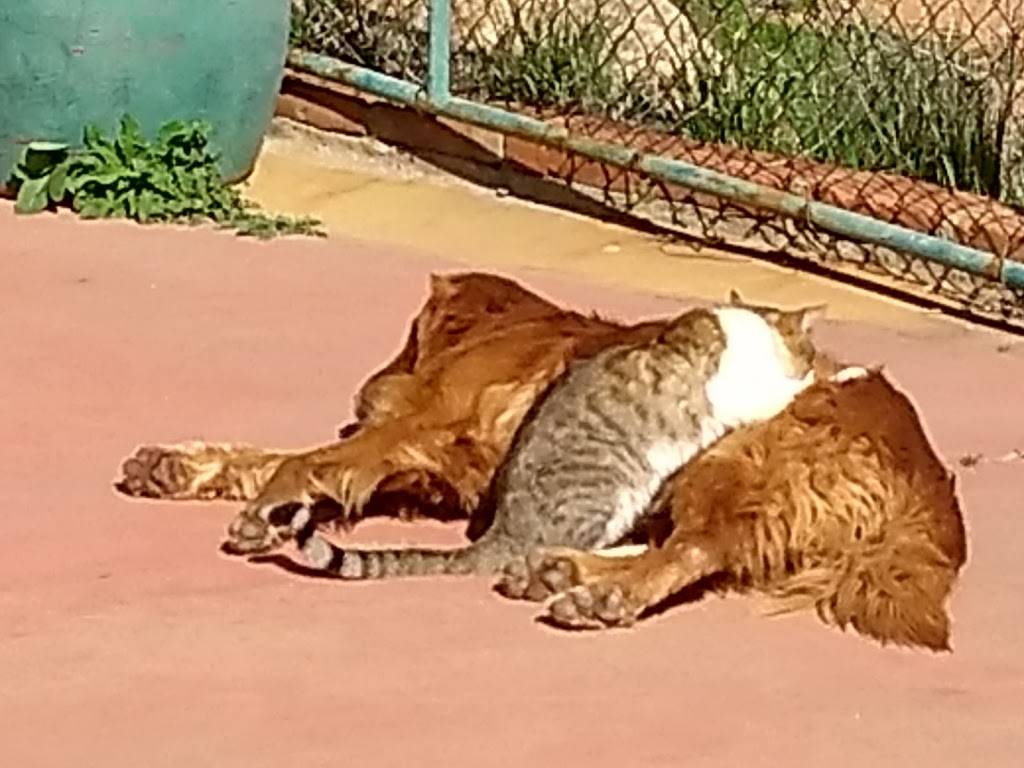 Horno De La Montaña | restaurant | Naranjos #1, Alfonso Garzon, 21496 Tecate, B.C., Mexico | 016651272376 OR +52 665 127 2376
