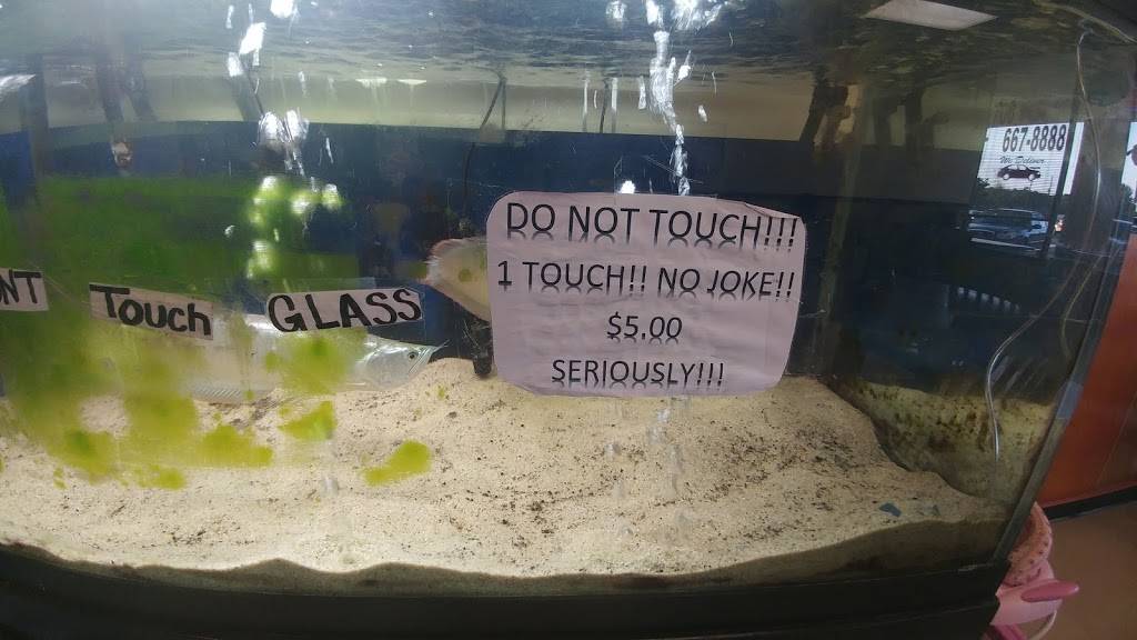 China Garden Restaurant | restaurant | 3435 Wrightsboro Rd, Augusta, GA 30909, USA | 7066678888 OR +1 706-667-8888