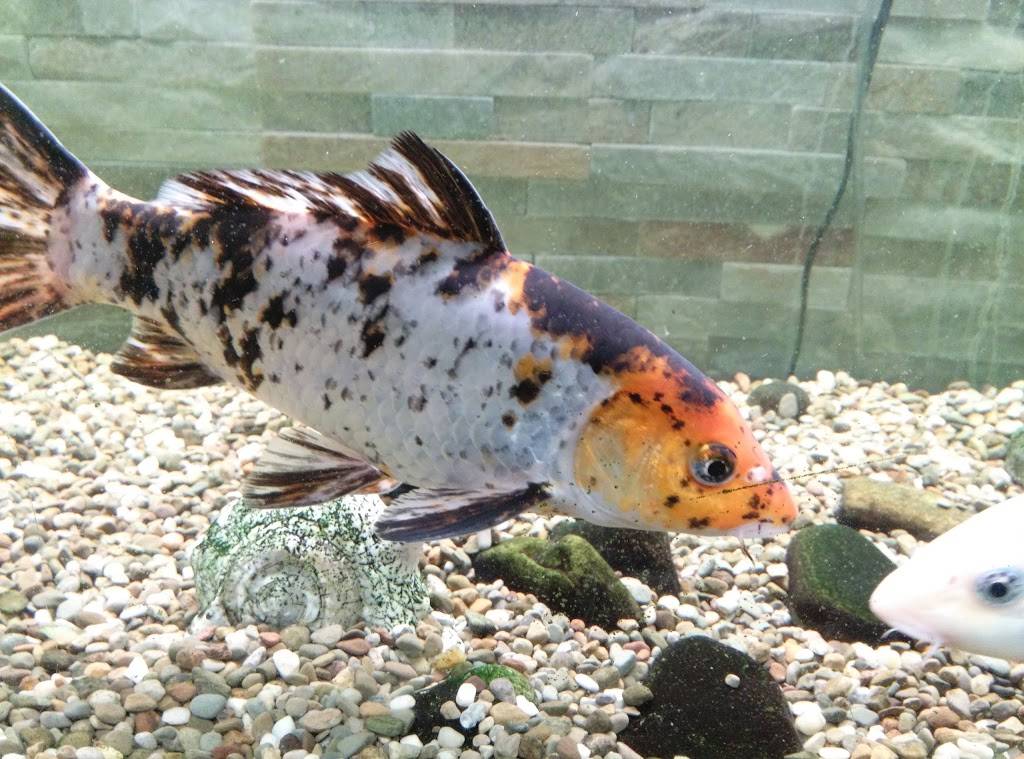 Panda Wok Asian Cuisine | restaurant | 1512 W 117th St, Lakewood, OH 44107, USA | 2165211200 OR +1 216-521-1200