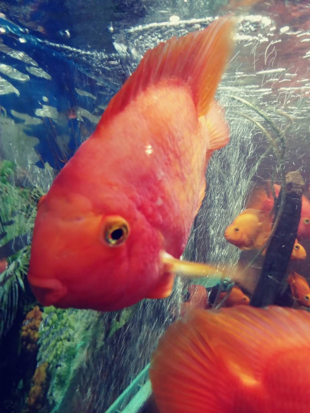 China Buffet | restaurant | 2421 WI-25, Menomonie, WI 54751, USA | 7152334388 OR +1 715-233-4388