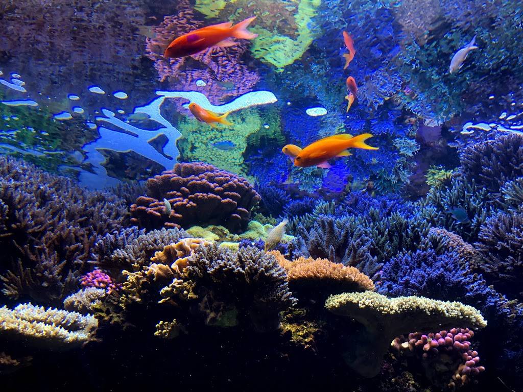 Downtown Aquarium | restaurant | 700 Water St, Denver, CO 80211, USA | 3035614450 OR +1 303-561-4450